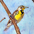 Meadowlark Sunrise