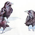 A Conspiracy of Ravens