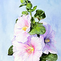 Finally Hollyhocks