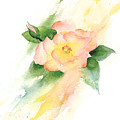 Last Rose of Summer