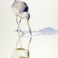 Marbled Godwit Times Three