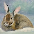 Mid-Winter Bunny